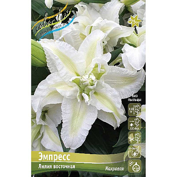 Лилия Эмпресс 16/18 3 шт 