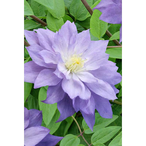Клематис Азур Болл I 1 шт Садовита