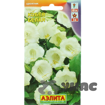 Кобея Белая Аэлита Ц 