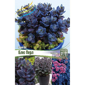 Очиток Блю Перл *Sunsparkler I 1 шт 