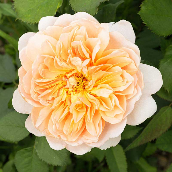 Роза шраб Ти Клиппер (Английская) Садовита