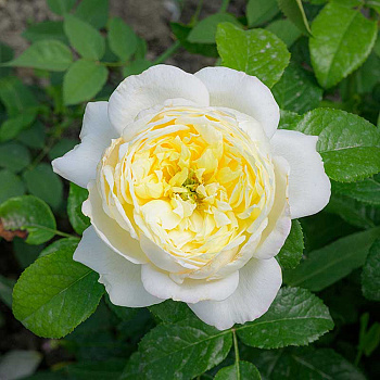 Роза Плетистая Уайт Даймонд Садовита