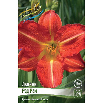 Лилейник Рэд Рам I 25 шт Биг-пак 13414