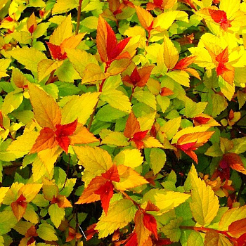 Спирея Японская Мэджик Карпет P9