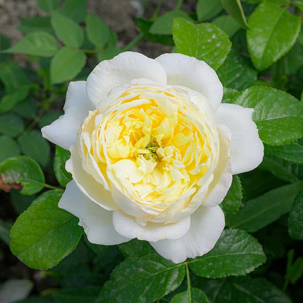 Роза Плетистая Уайт Даймонд Садовита