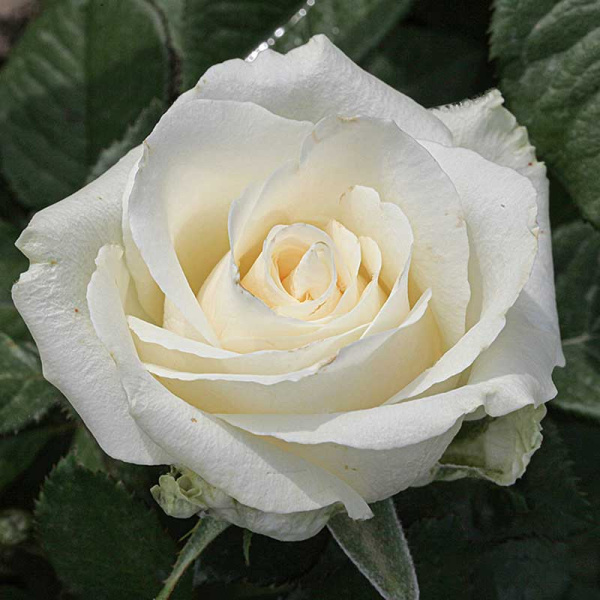 Роза чайно-гибридная Аваланч Садовита