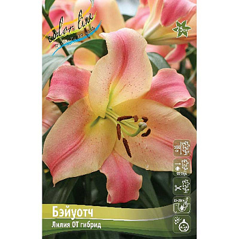 Лилия Бэйуотч 12/14 5 шт 