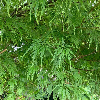 Клён Веерный Эмеральд Лэйс P9 Садовита