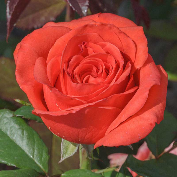 Роза чайно-гибридная Корвет Садовита