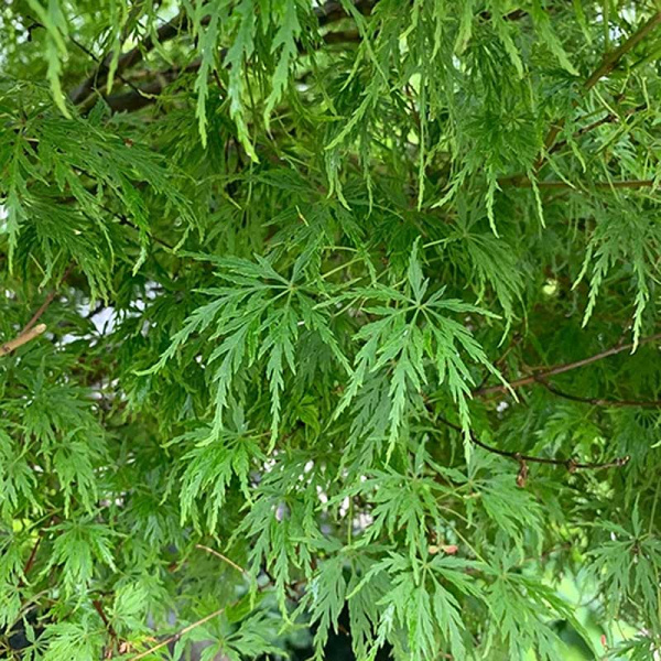 Клён Веерный Эмеральд Лэйс P9 Садовита