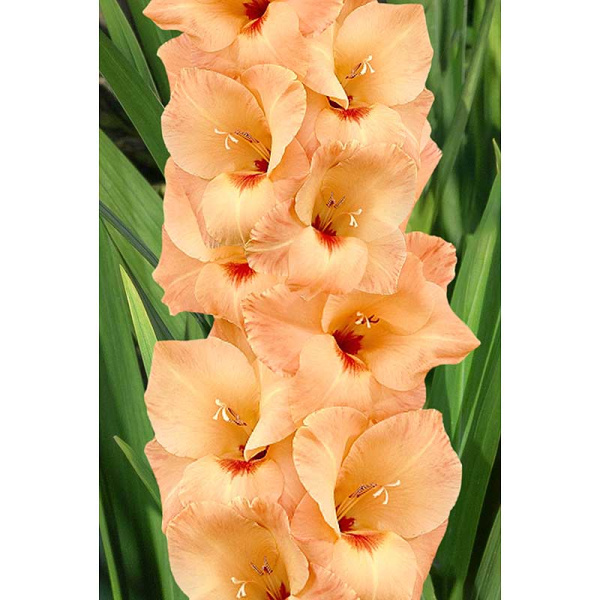 Гладиолус Петер Пирс 10/12 10 шт Садовита