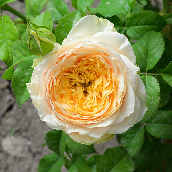 Роза Спрей Шампань Дю Версаль Садовита