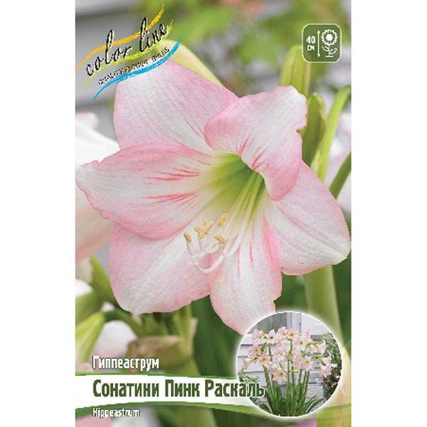 Гиппеаструм Сонатини Пинк Раскаль 13/15 10 шт Шоу-бокс 11990 