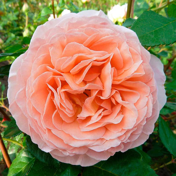 Роза шраб (английская) Абрахам Дерби Садовита