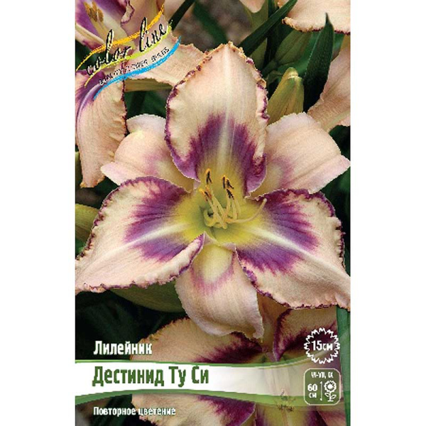 Лилейник Дестинид Ту Си I 25 шт Биг-пак 1483