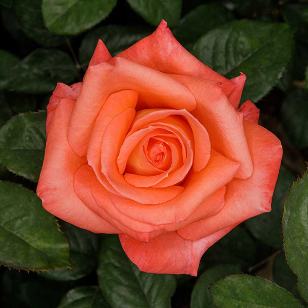 Роза чайно-гибридная Фольклор Садовита