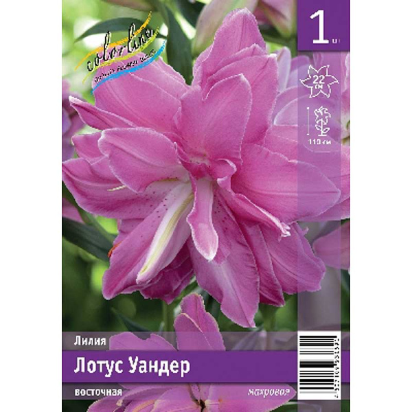 Лилия Лотус Уандер 12/14 1 Эконом шт 