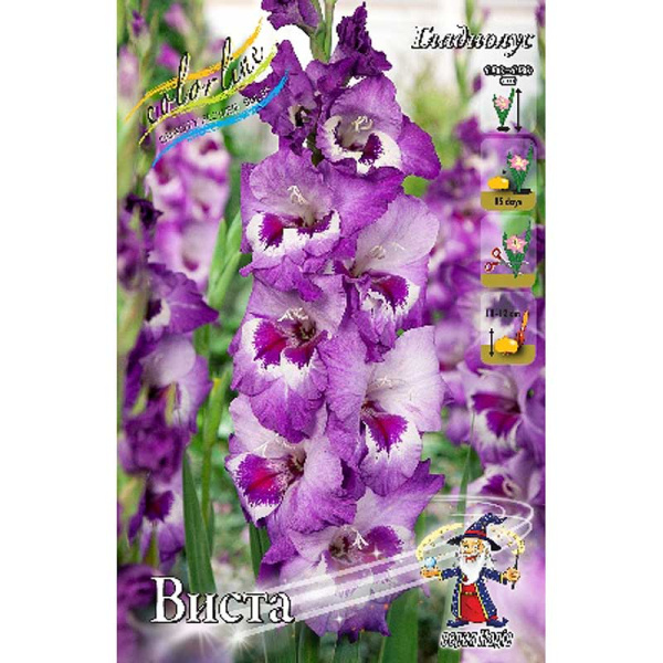 10537 Шоу-Бокс Гладиолус Виста 12/14 100 шт 