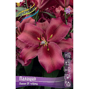 Лилия Палаццо 16/18 3 шт 