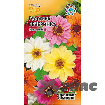 Георгин Вечеринка Удач сем Гавриш Ц 
