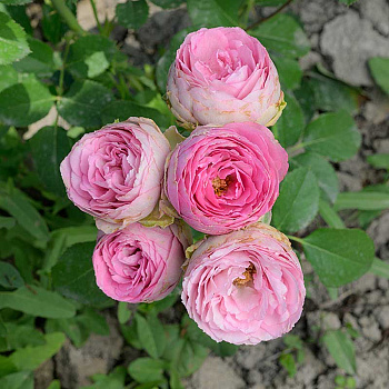 Роза спрей Блоссом баблс Садовита