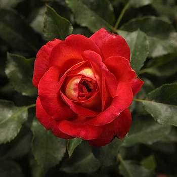 Роза флорибунда Мидсаммер Садовита