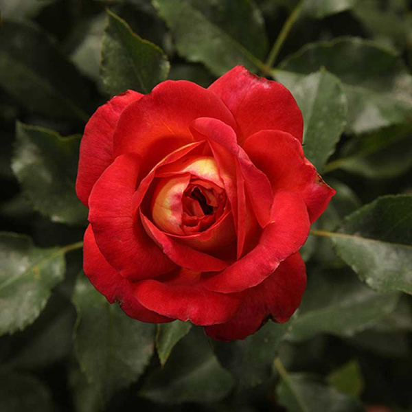 Роза флорибунда Мидсаммер Садовита