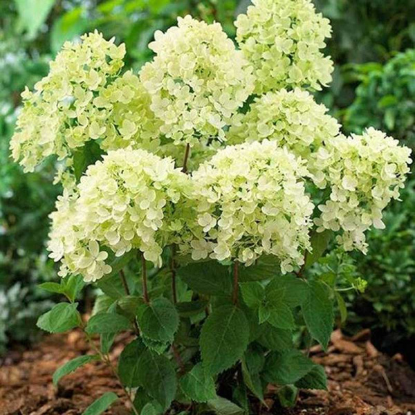 Гортензия метельчатая Бомбшелл Р9 шт Садовита