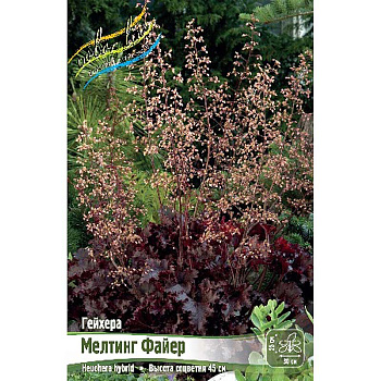 Гейхера Мелтинг Файер I 1 шт
