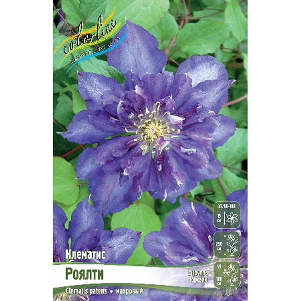Клематис Роялти I 2 шт