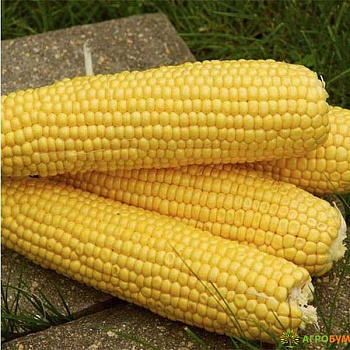 Кукуруза Государь 50 гр Гавриш