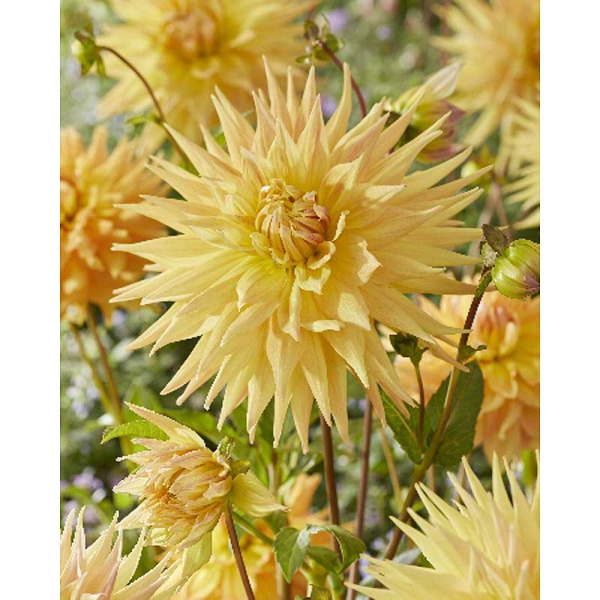 13808 Шоу-Бокс Георгина Пенхилл Отумн Шейд 15 шт 