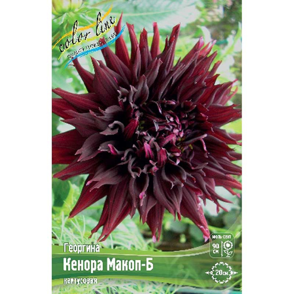 Георгина Кенора Макоп-Б I 1 шт