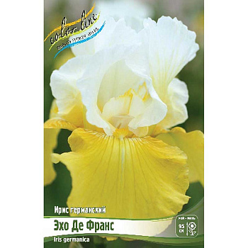Ирис Германский Эхо Де Франс I 1 шт