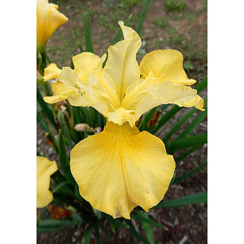 Ирис Сибирский Кисс Зе Гёрл I 1 шт