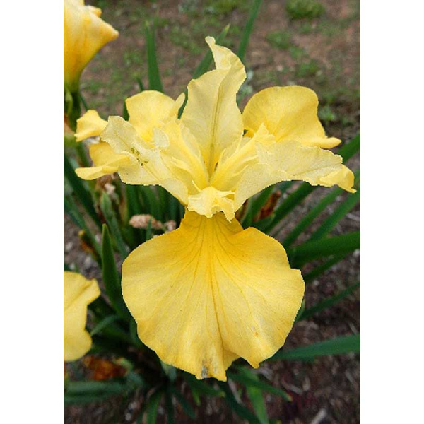 Ирис Сибирский Кисс Зе Гёрл I 1 шт