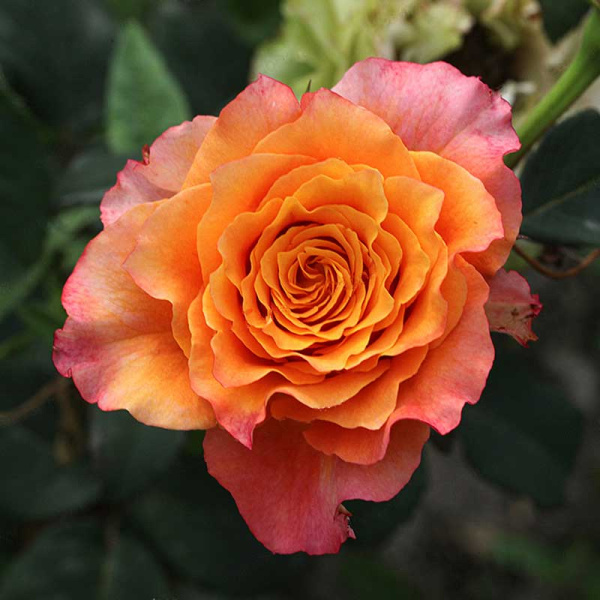 Роза чайно-гибридная Фри спирит Садовита