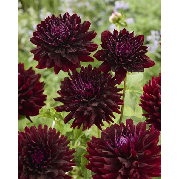 Георгина Холлихилл Дарк Бьюти I 1 шт