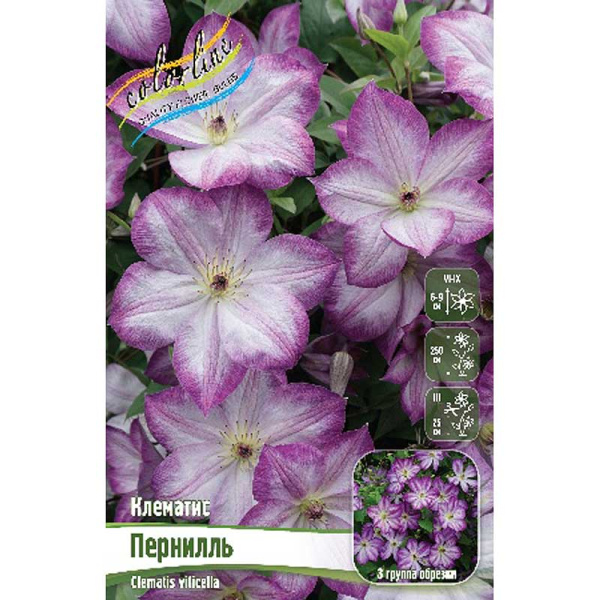 Клематис Пернилль I 1 шт