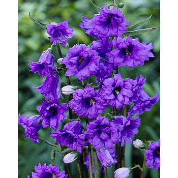 Колокольчик Бернице I 1 шт 