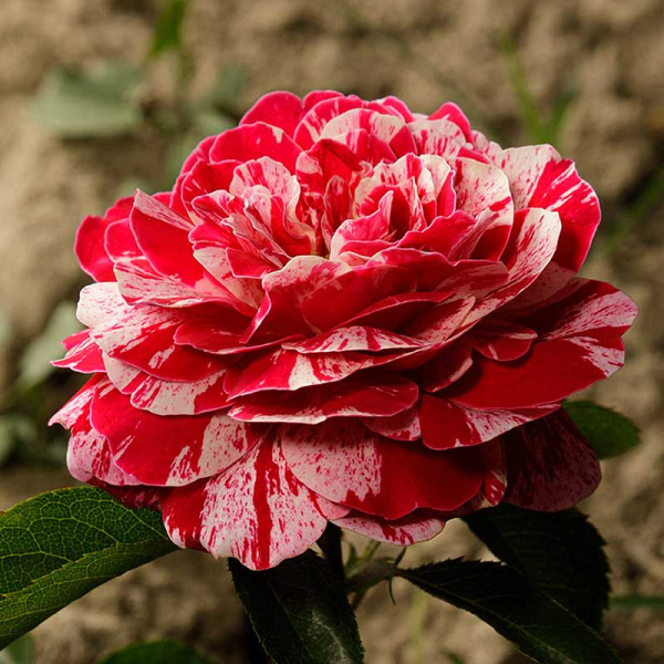 Роза чайно-гибридная ПапагеноСадовита