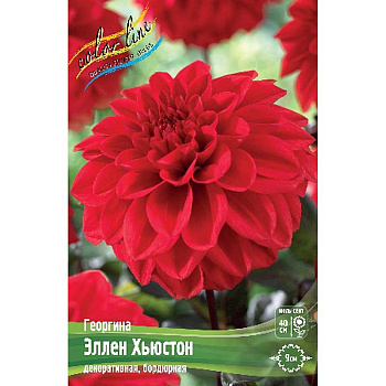 Георгина Эллен Хьюстон I 1 шт