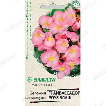 КОМ Бегония Амбасадор Роуз блаш Гавриш Ц 