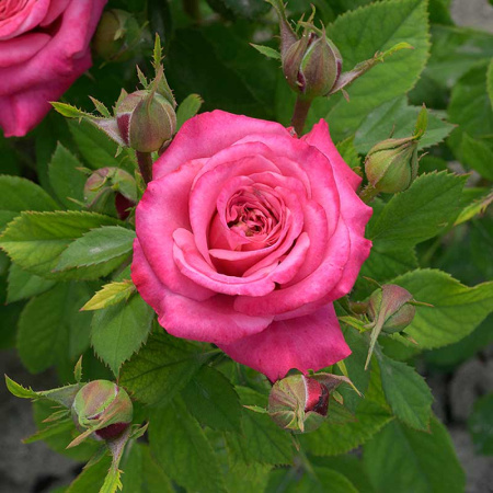 Роза Спрей Маргарита Садовита