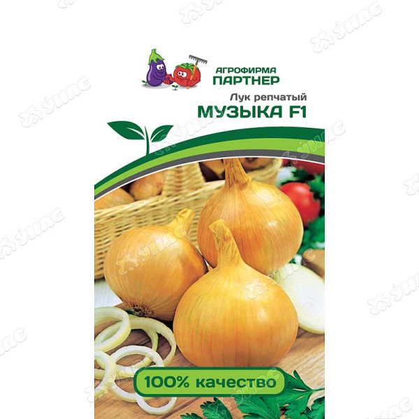 Лук Музыка репчатый Партнер Ц