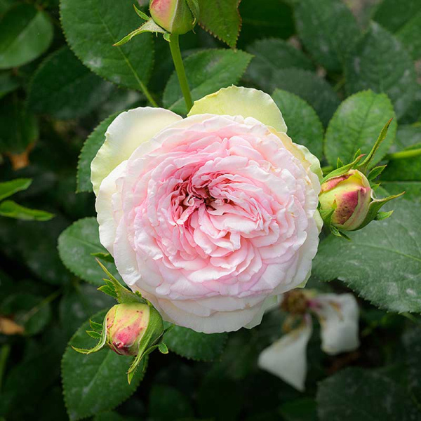 Роза Чайно-гибридная Парадайз Фрут Садовита