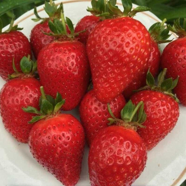 Земляника садовая Рамино (цена за 40 шт) ОСП