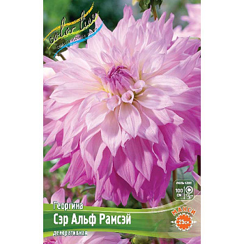 Георгина Сэр Альф Рамсэй I 1 шт 