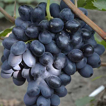 Виноград Юнкер Очень ранний Садовита