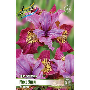 Ирис Сибирский Мисс Эппл I 1 шт